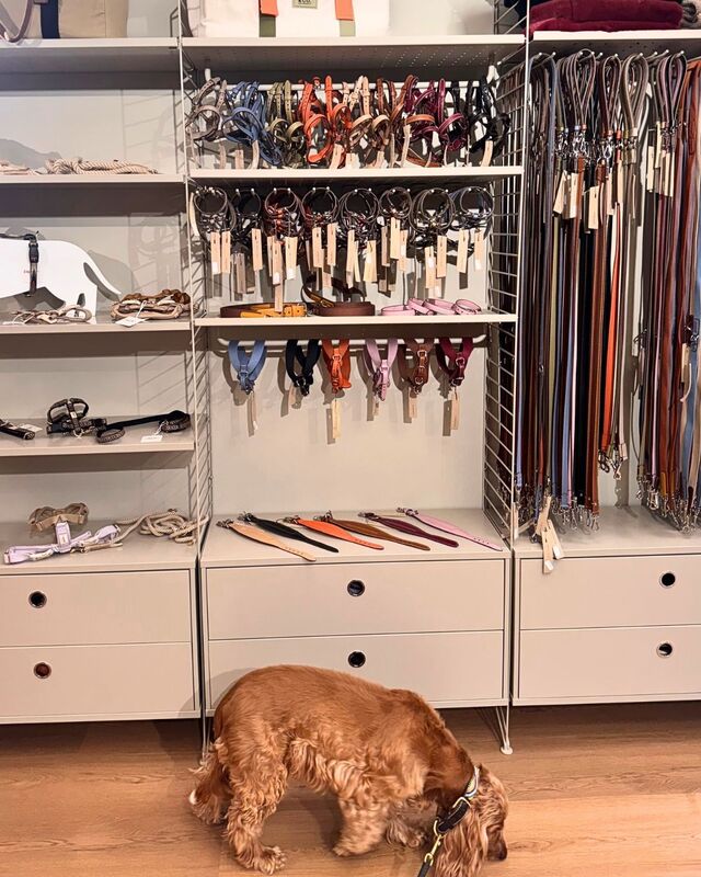 Auf den Hund gekommen 🐶