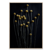 Framed photography 'Still Life 01 - Yellow Drumsticks'