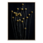 Print: 'Still Life' Blumen